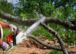 Trusted East Freehold, NJ  Tree Services Experts