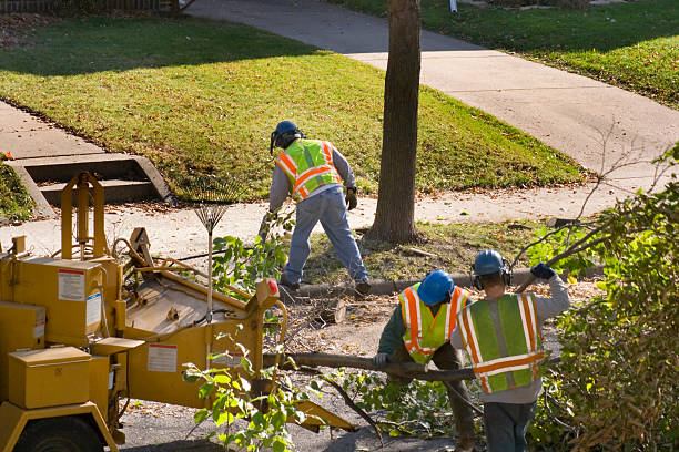 Why Choose Our Tree Removal Services in East Freehold, NJ?